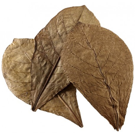 Nano Catappa Leaves