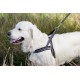 Dog T Harness Active